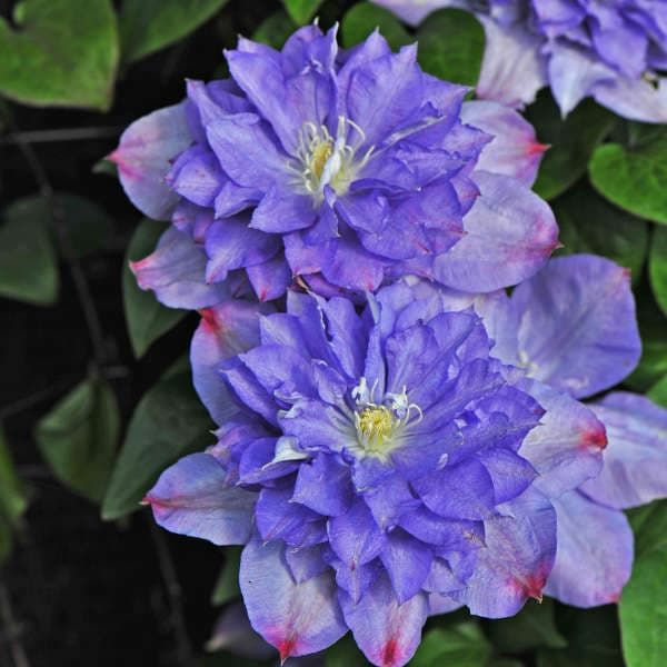 Клематис Blue Explosion