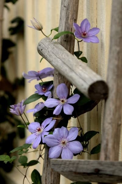 Клематис Blue Pillar