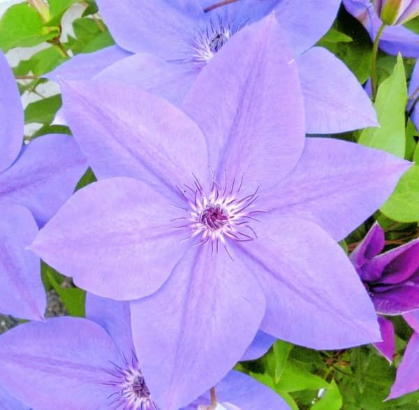 Клематис Purple Star