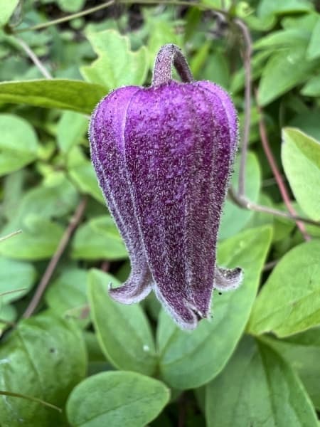 vinacea