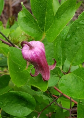vinacea