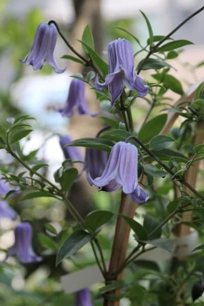 Клематис Ukifune