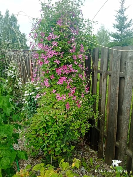 Клематис WONDERFUL Zo09073