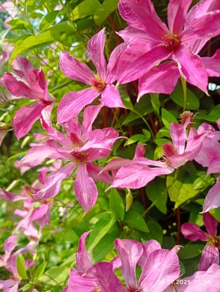 Клематис WONDERFUL Zo09073