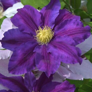 Lavender Beauty