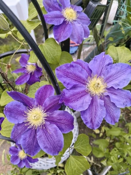 Клематис Lavender Beauty