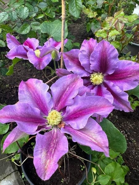 Клематис Lavender Beauty