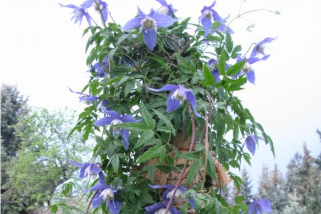 Клематис Blue Maria