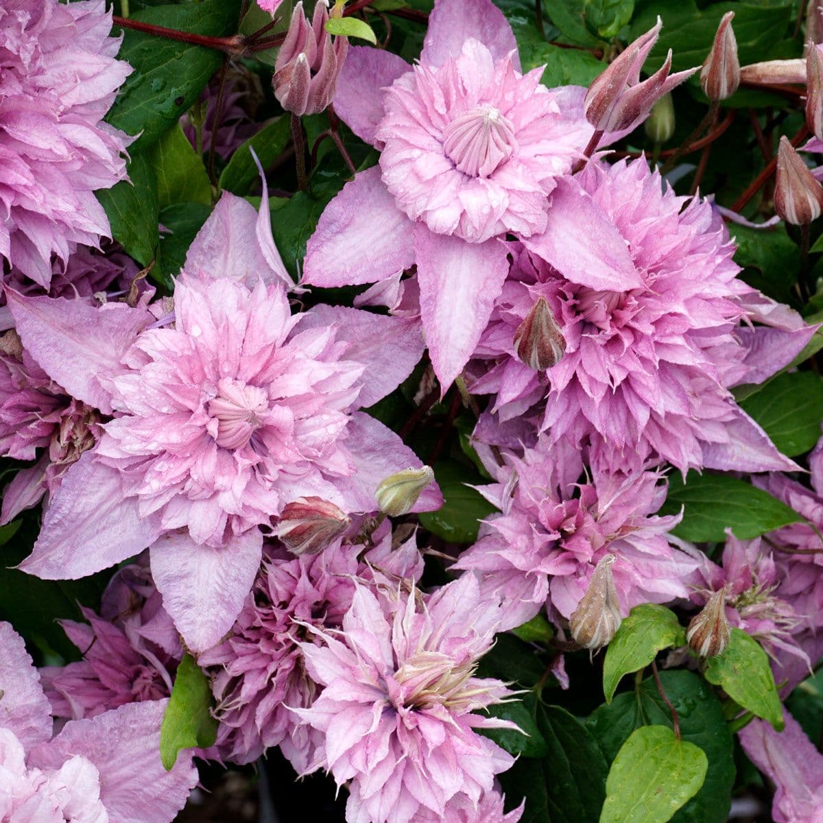 Клематис Multi Pink