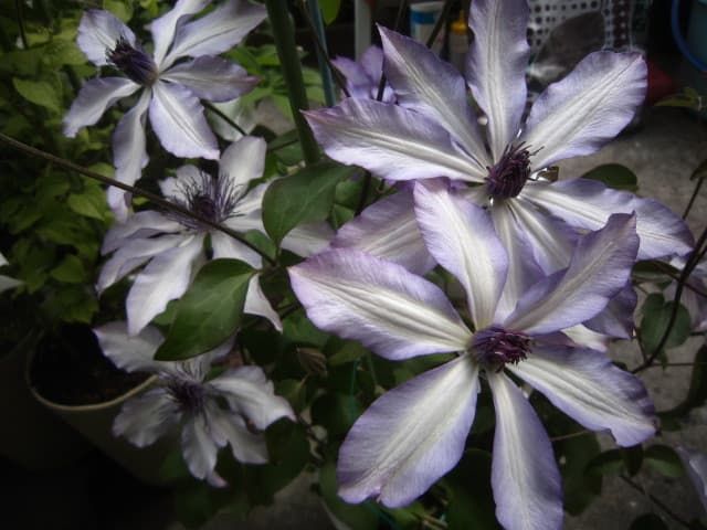 Клематис Aphrodite Nanamile