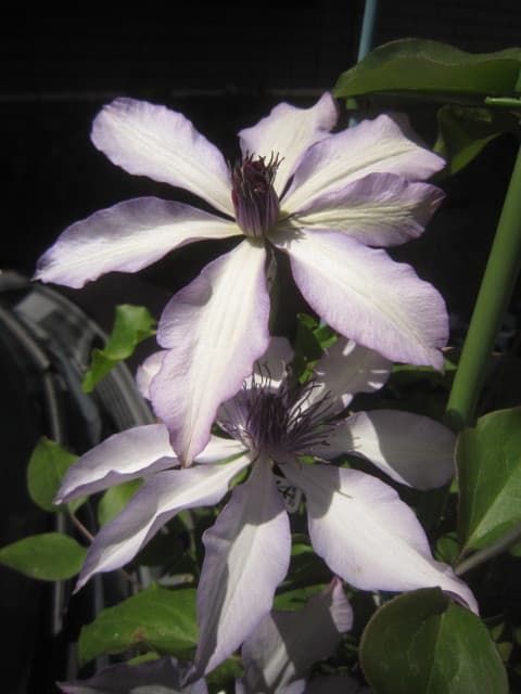 Клематис Aphrodite Nanamile