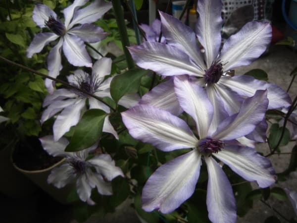 Клематис Aphrodite Nanamile