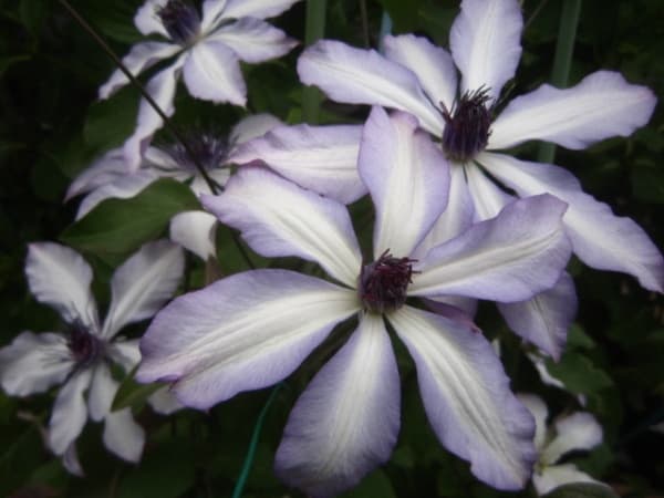 Клематис Aphrodite Nanamile