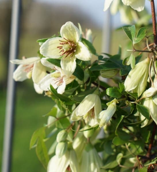 cirrhosa Christmas Surprise