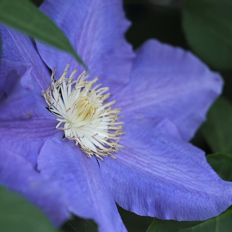 Клематис Alexandrite