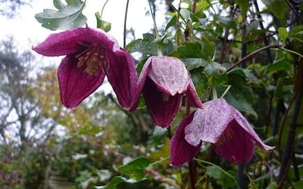 Клематис cirrhosa var purpurascens Lansdowne Gem