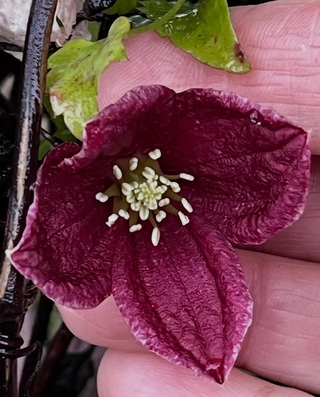 Клематис cirrhosa var purpurascens Lansdowne Gem