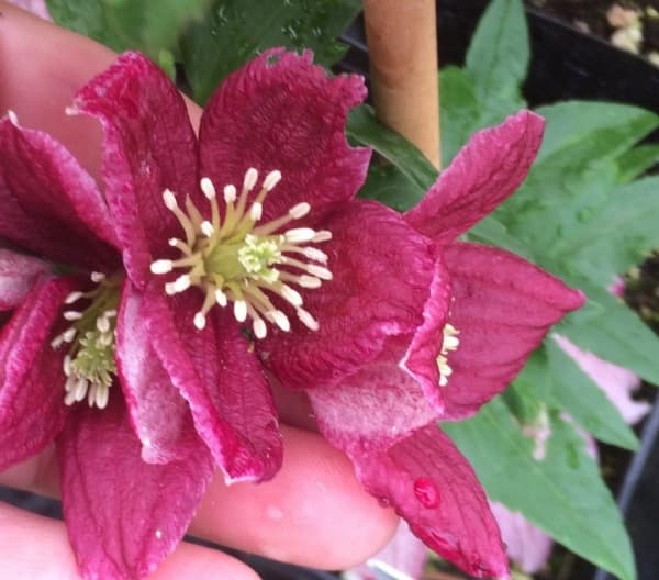 cirrhosa var purpurascens Lansdowne Gem