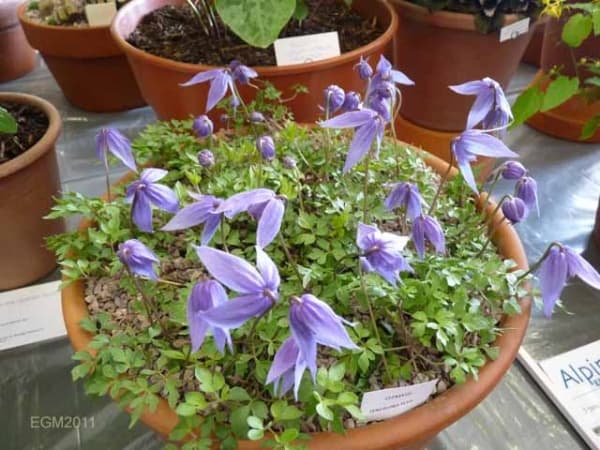 Клематис columbiana var tenuiloba Ylva