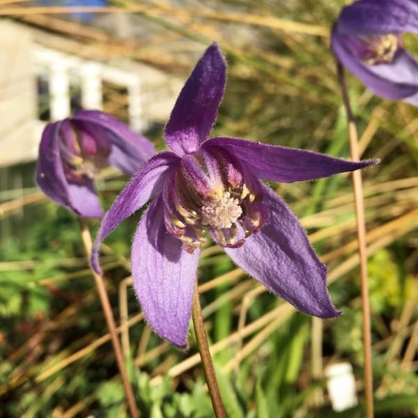 columbiana var tenuiloba Ylva