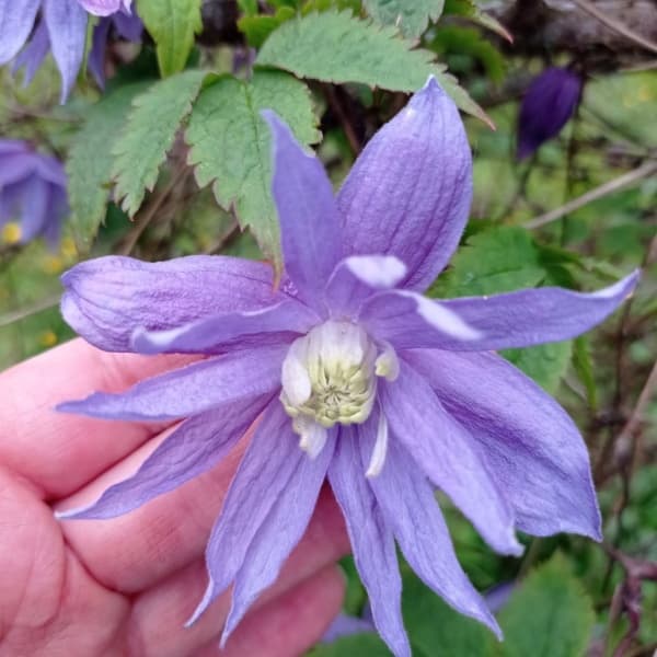 Estrella