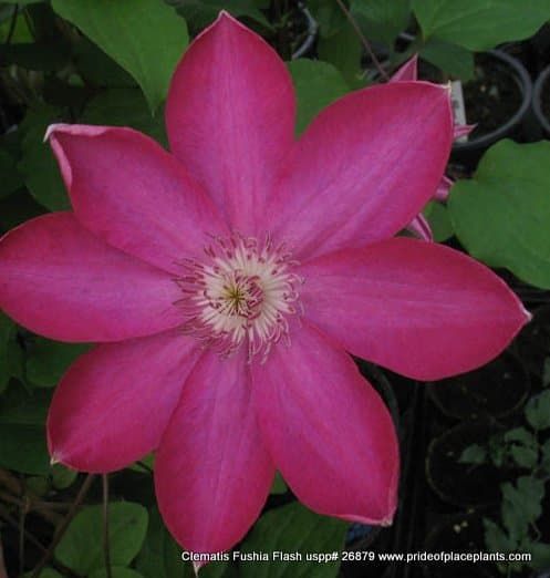 Fuchsia Flash