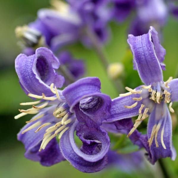 Клематис heracleifolia China Purple