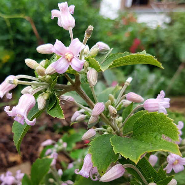 Клематис heracleifolia Pink Dwarf