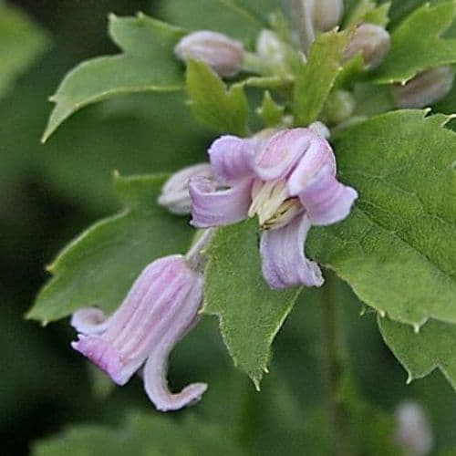 heracleifolia Pink Dwarf