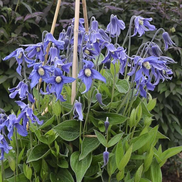 Клематис integrifolia Blue Ribbons