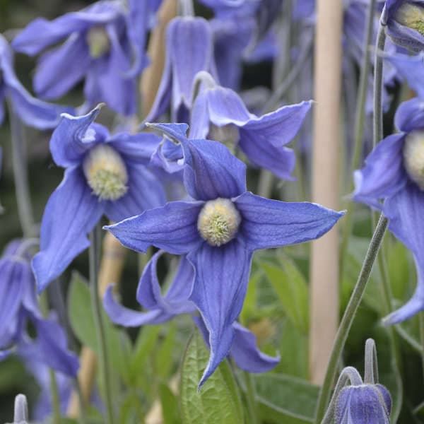 Клематис integrifolia Blue Ribbons