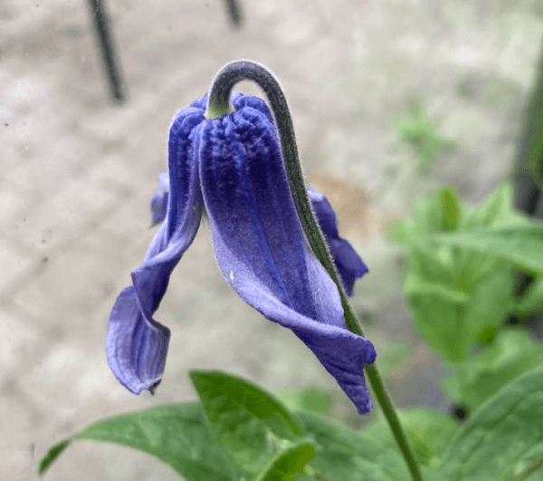 integrifolia Blue Ribbons