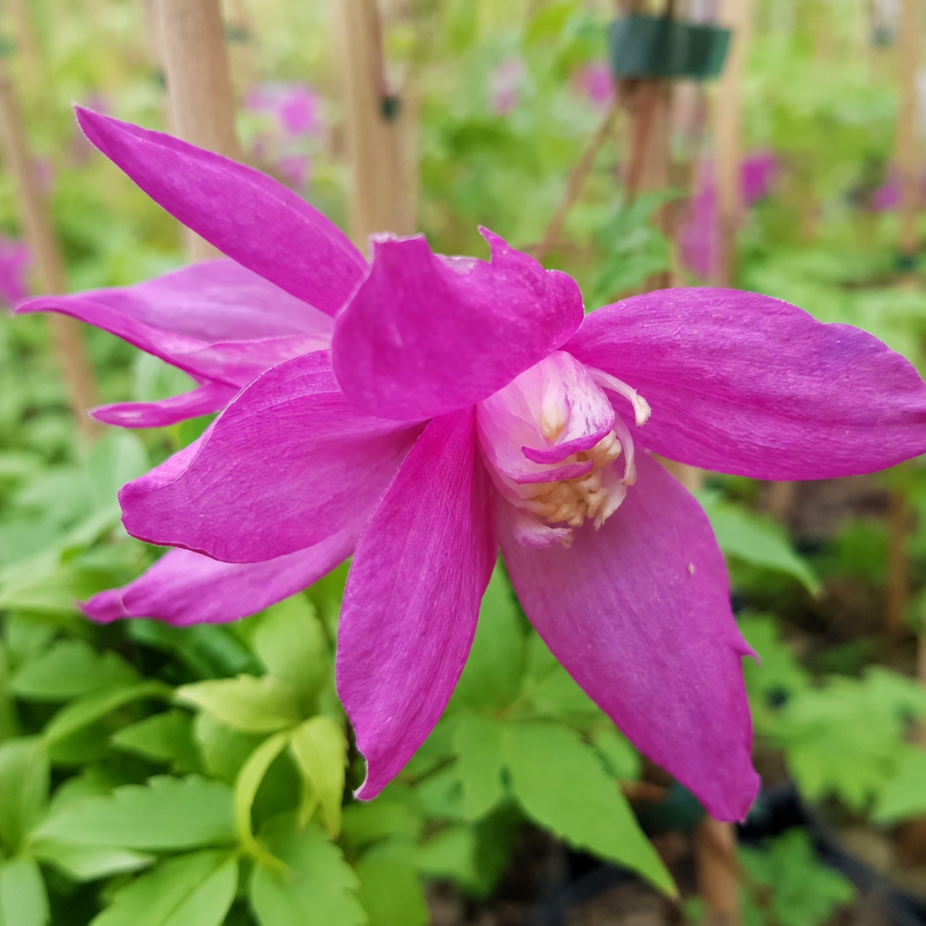 Клематис Jutta