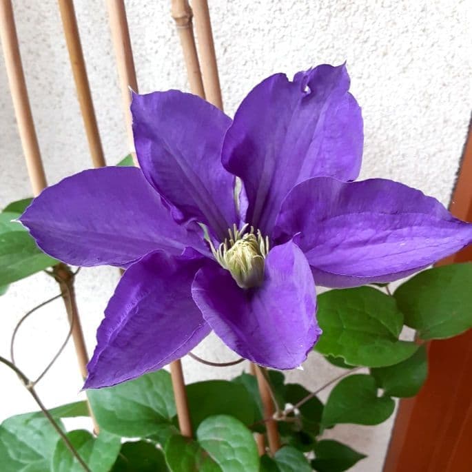 Клематис Kotobuki