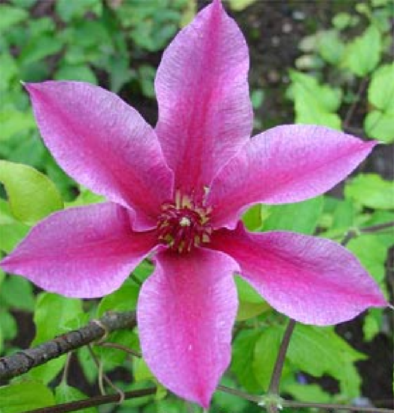 Lituanica