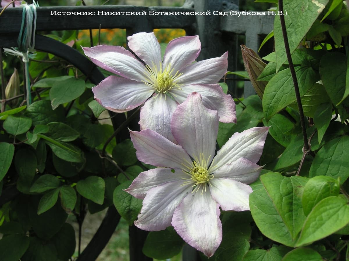 Клематис Nevesta