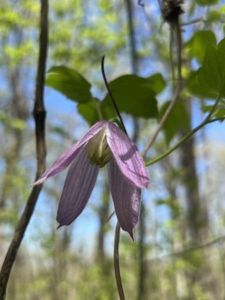 occidentalis var occidentalis