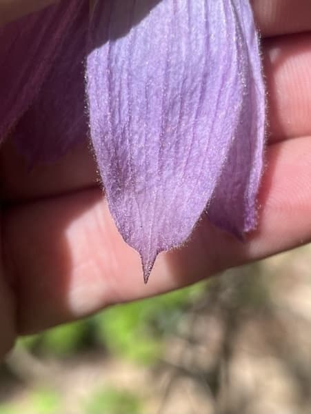 occidentalis var occidentalis