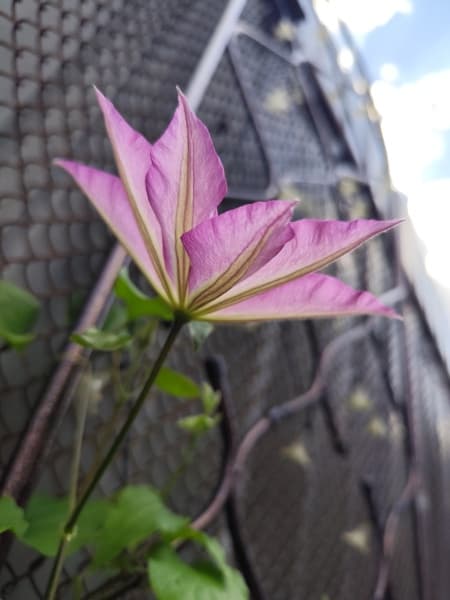 Клематис Omoshiro