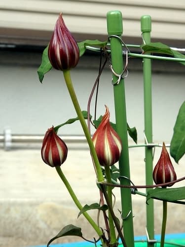 patens Shinshiro