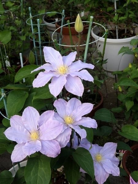 Клематис Sakura-no-Yoso'oi