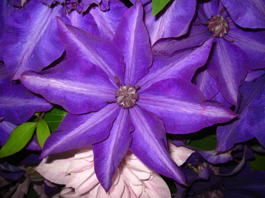 Клематис Shiko