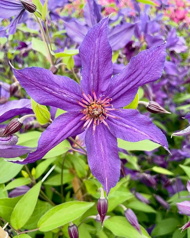 Клематис SAPHYRA® Violetta 'CLEMINOV32' САФИРА Виолетта