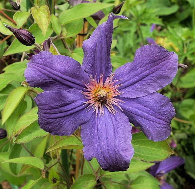 Клематис SAPHYRA® Violetta 'CLEMINOV32'