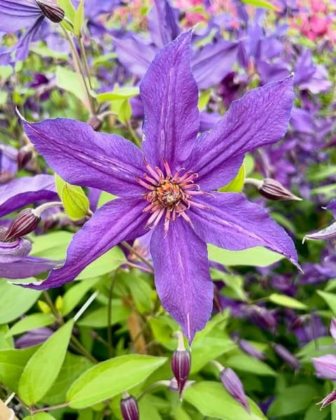 Клематис SAPHYRA® Violetta 'CLEMINOV32'