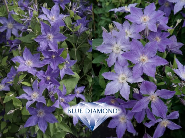 Клематис Blue Diamond Zo15269