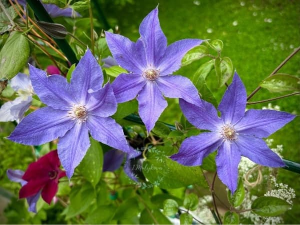 Клематис Blue Diamond Zo15269
