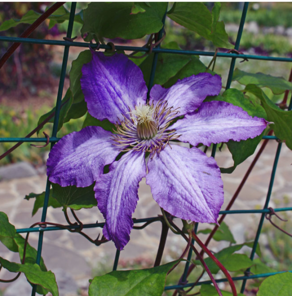 Hybrid Orlova
