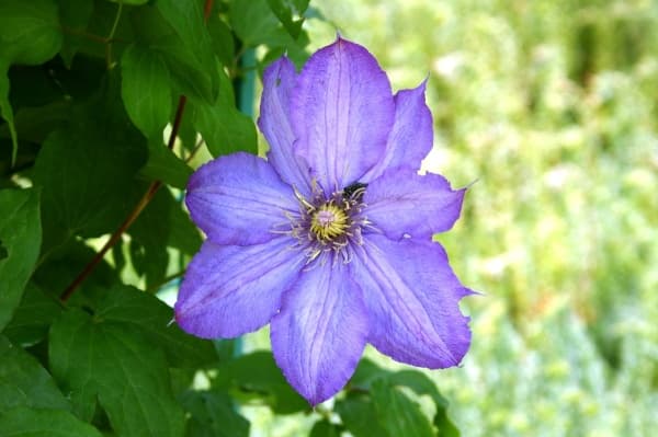 Hybrid Orlova