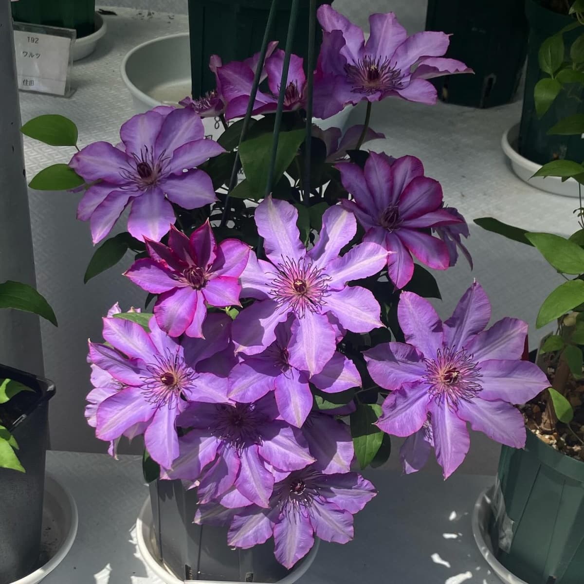 Клематис Violet Cocktesia